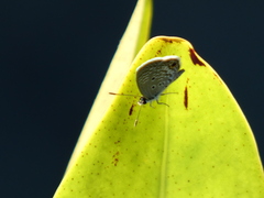 Hemiargus ceraunus
