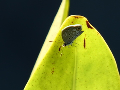 Hemiargus ceraunus