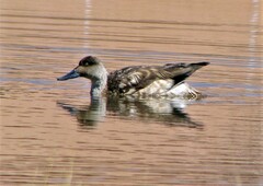 Lophonetta specularioides
