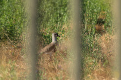 Vanellus chilensis chilensis
