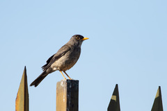 Turdus falcklandii magellanicus