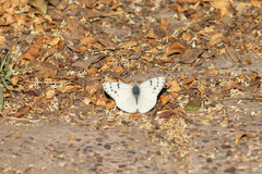 Tatochila mercedis mercedis