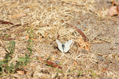 Tatochila mercedis mercedis