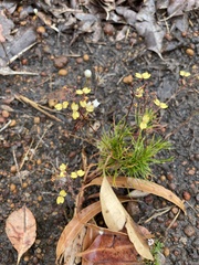 Stylidium diuroides