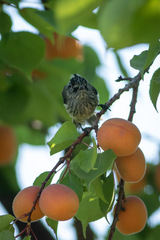 Anairetes parulus parulus