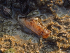 Plocamopherus ceylonicus