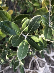 Feijoa