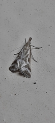Sedenia rupalis
