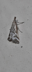Sedenia rupalis