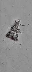 Sedenia rupalis