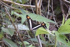 Adelpha basiloides