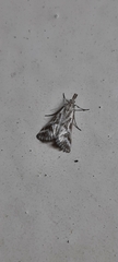 Sedenia rupalis