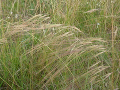 Stipa