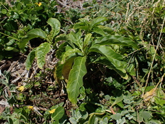 Cestrum laevigatum