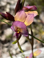 Diuris longifolia