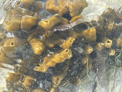 Cliona varians