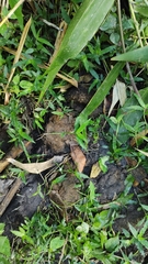 Elephas maximus indicus