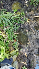 Elephas maximus indicus