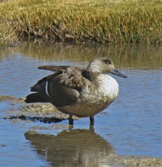 Lophonetta specularioides