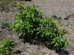 Cestrum laevigatum