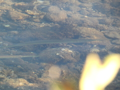 Tylosurus crocodilus