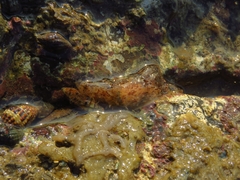 Plocamopherus ceylonicus