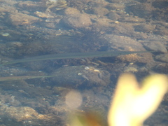 Tylosurus crocodilus