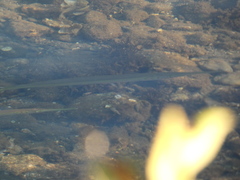 Tylosurus crocodilus