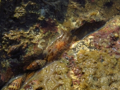 Plocamopherus ceylonicus