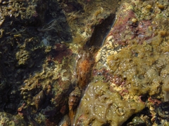 Plocamopherus ceylonicus