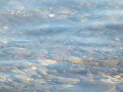 Tylosurus crocodilus