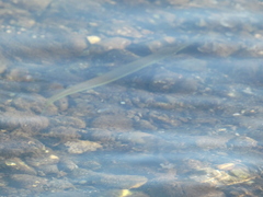 Tylosurus crocodilus