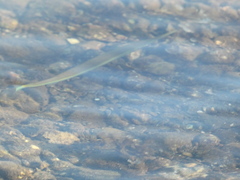 Tylosurus crocodilus