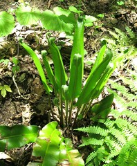 Asplenium scolopendrium scolopendrium