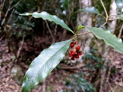 Pittosporum illicioides