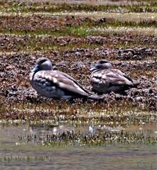 Lophonetta specularioides