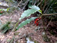 Pittosporum illicioides