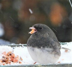 Junco hyemalis