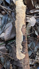 Steccherinum nitidum