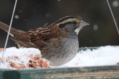 Zonotrichia albicollis
