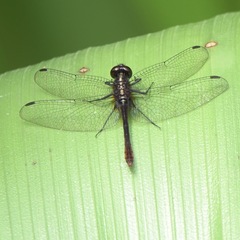 Erythrodiplax amazonica