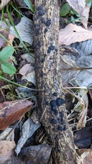 Annulohypoxylon truncatum