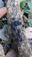 Annulohypoxylon truncatum