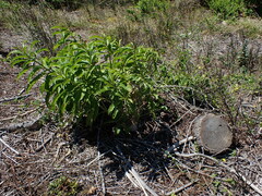 Cestrum laevigatum
