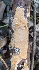 Steccherinum nitidum