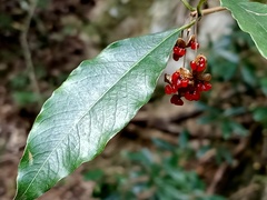 Pittosporum illicioides