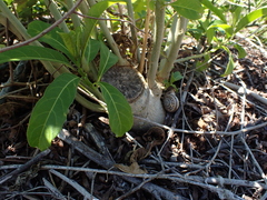 Cestrum laevigatum