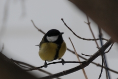 Parus major