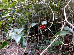 Pittosporum illicioides