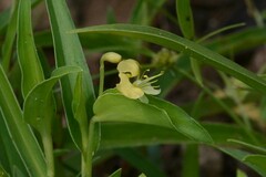 Commelina africana